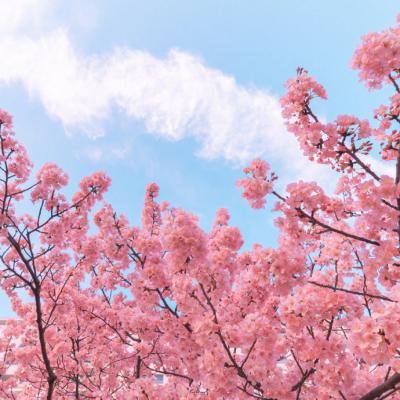 畅感浮空岛果盘版下载